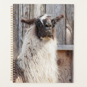 Agenda Llama 2024 en la granja