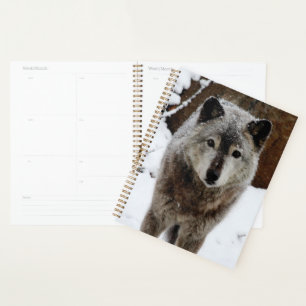 Agenda Lobo gris en la nieve