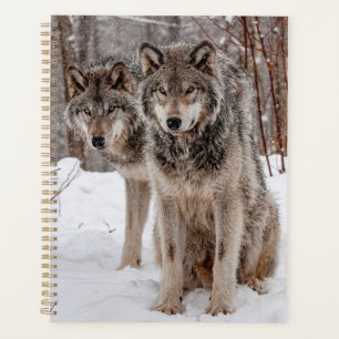 Agenda Lobo gris oriental