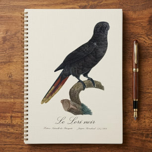 Agenda Lori negro o Lori de plumas rojas, Chalcopsitta at