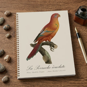 Agenda Lori rojo o Eos Bornea, Trichoglossus borneus