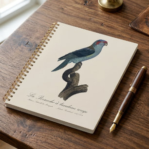 Agenda Loríquet de Musk, Trichoglossus concinnus