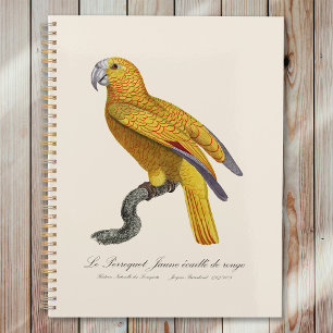 Agenda Loro del Paraíso de Cuba, Psittacus Paradisi