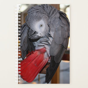 Agenda Loro gris africano flexible del Congo con cola roj
