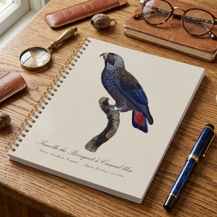 Agenda Loro obscuro o Pionus obscuro, Pionus fuscus