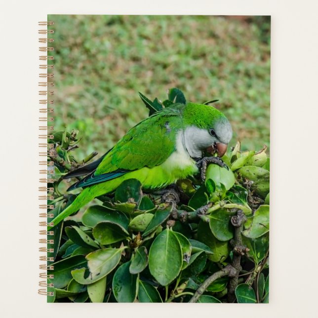 Agenda Loro verde (Anverso)