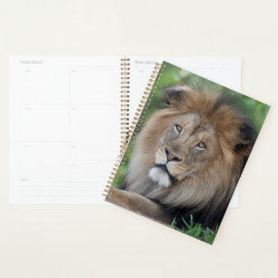 Agenda Los leones en un bosque