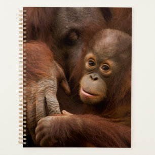 Agenda Madre y bebé orangután en el zoológico