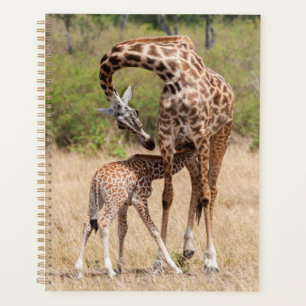 Agenda Madre y cría de jirafa en Kenia