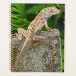 Agenda Maestro del Camuflaje