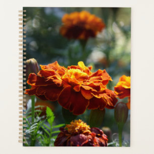 Agenda Magnífica foto de Marigolds Brilliant