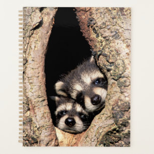 Agenda Mapaches Bebés Asomándose desde un Árbol