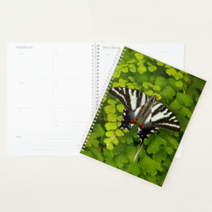 Agenda Mariposa cola de golondrina americana