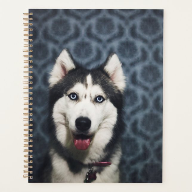 Agenda Mariposa Husky posando con un oscuro fondo (Anverso)