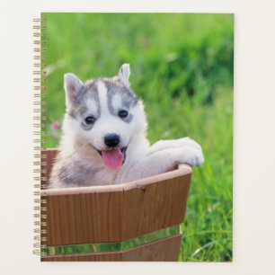 Agenda Mariquita Husky siberiana en una olla