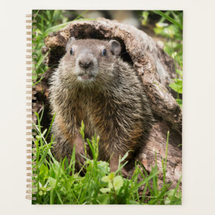 Agenda Marmota americana en un tronco hueco