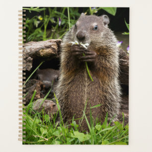 Agenda Marmota mordisqueando una flor