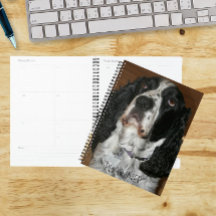 Mascota Español Springer en inglés