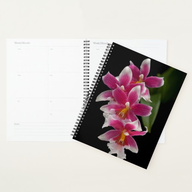 Agenda Miltonioda Sakura (Demostración)