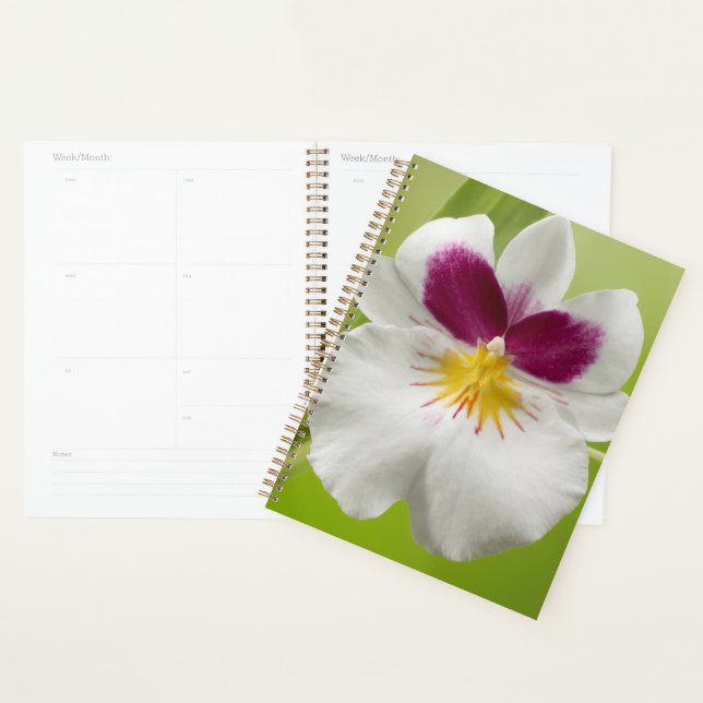 Agenda Miltoniopsis Roezlii (Pansy Orchids) (Demostración)