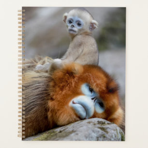 Agenda Mono Nariz Chata Dorado Padre con Bebé