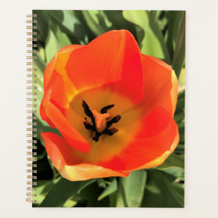 Agenda Naranja interno Tulip