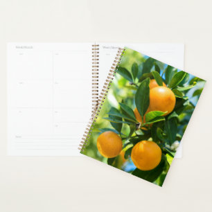 Agenda Naranjo en fruto