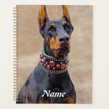 Negro y Tan Doberman Pinscher en cuello de joyas
