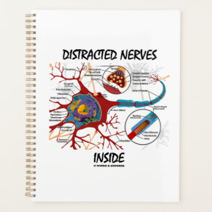 Agenda Nervios Distrados Dentro De La Neurona Sinapsis Hu