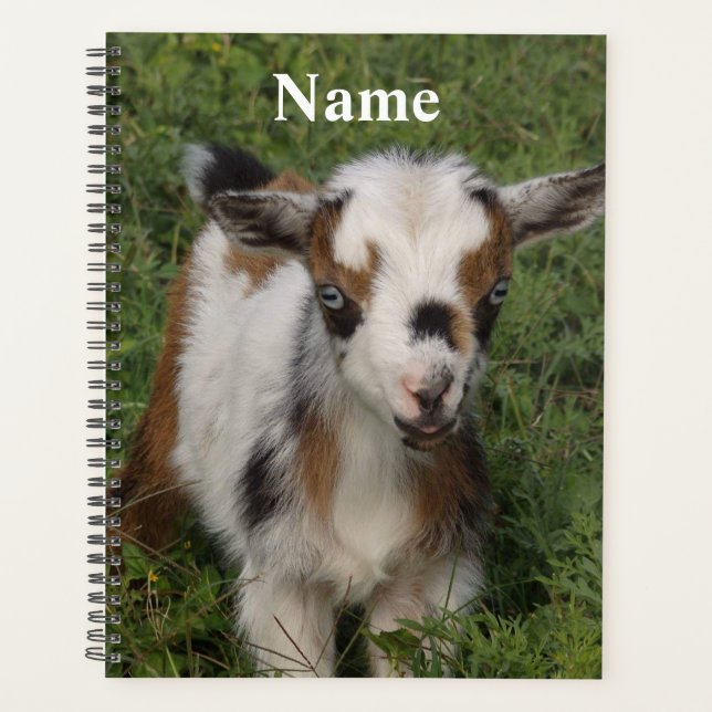 Agenda Nigeriano colorido Dwarf Dairy Goat Kid (Anverso)