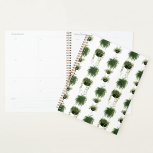 Agenda Oasis interior Cestas colgantes