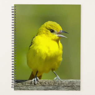Agenda Orchard Oriole - Foto original