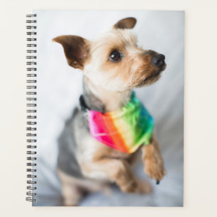 Agenda Orgullo gay Perro arco iris Yorkshire Terrier
