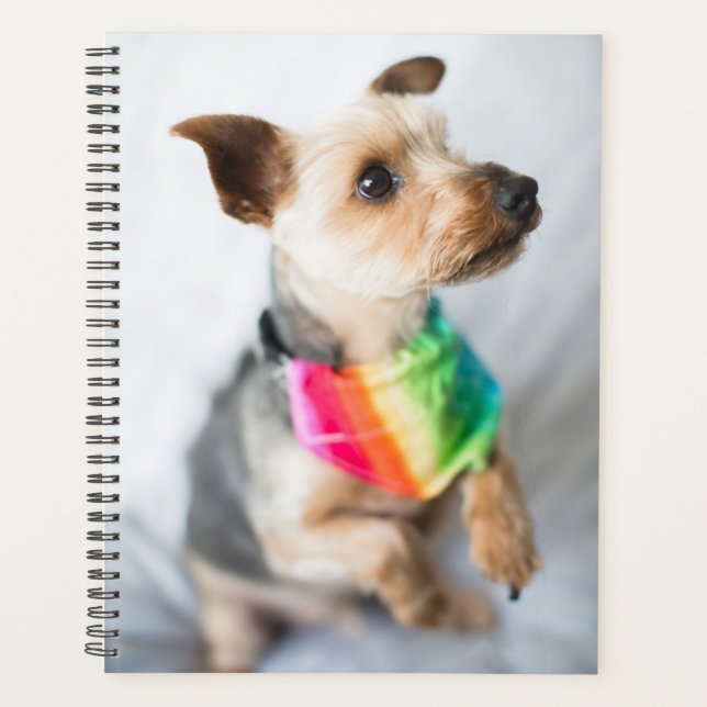Agenda Orgullo gay Perro arco iris | Yorkshire Terrier (Anverso)