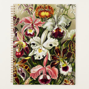Agenda Orquídeas Orchideae Denusblumen Ernst Haeckel
