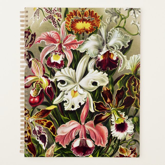 Agenda Orquídeas Orchideae Denusblumen Ernst Haeckel (Anverso)