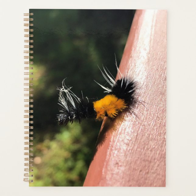 Agenda oruga de baile (Anverso)