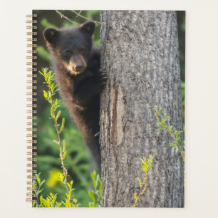 Agenda Osezno de oso negro en primavera