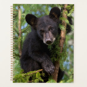 Agenda Osezno de oso negro jugando en árboles