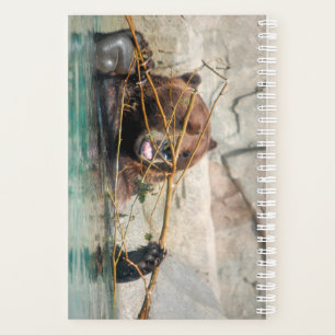 Agenda Oso Grizzly lindo jugando en el agua