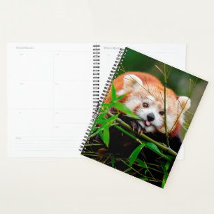 Agenda Oso Panda Rojo