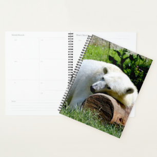Agenda Oso polar