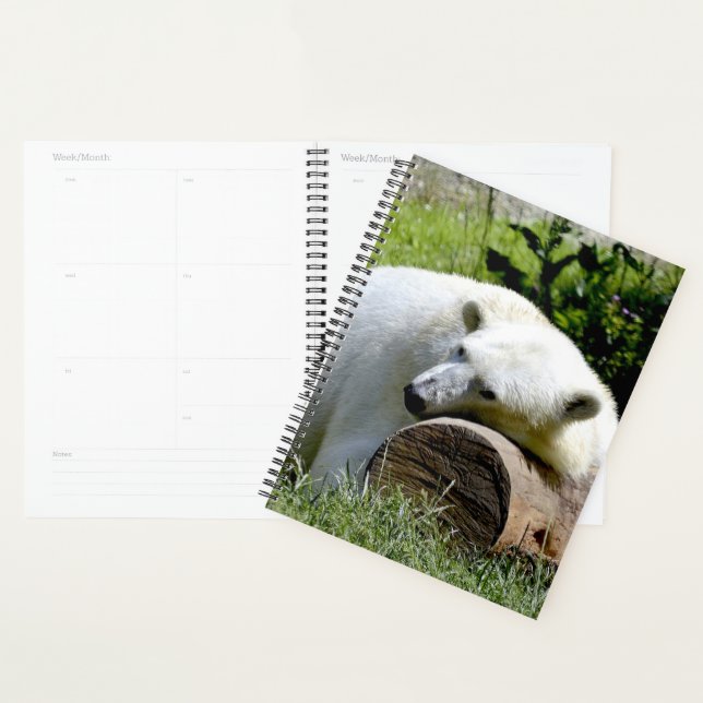 Agenda Oso polar (Demostración)
