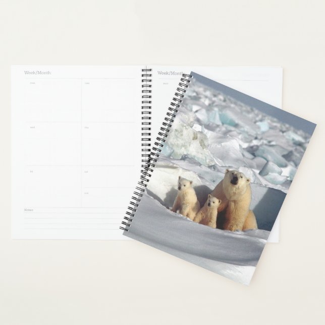 Agenda Oso polar (Demostración)