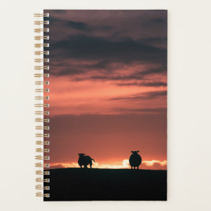 Agenda Oveja de las Islas Lofoten