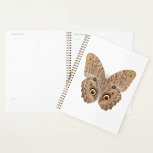 Agenda Owl Butterfly