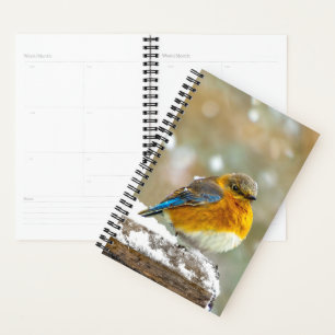 Agenda Pájaro azul oriental en nieve - Fotografía origina
