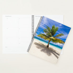 Agenda Palm on White Sand Beach