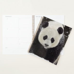 Agenda Panda gigante en la nieve