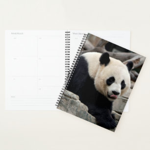 Agenda Panda gigante sobre las rocas